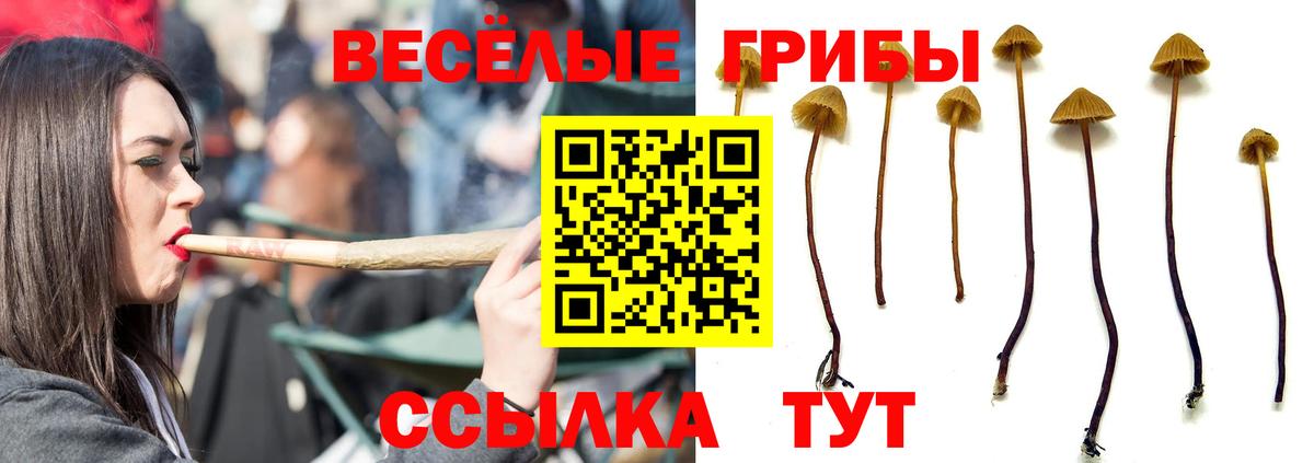 Псилоцибиновые грибы Cubensis Новодвинск